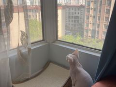 -天使宠物医院·犬猫分诊(彩虹店)