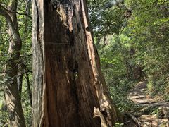 -天目山大树王景区