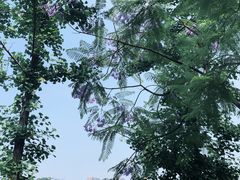 -重庆彩云湖湿地公园