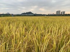 -光明小镇欢乐田园