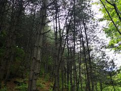 -王顺山国家森林公园