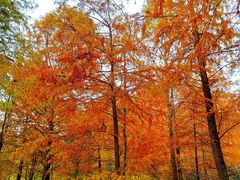 -上海海湾国家森林公园