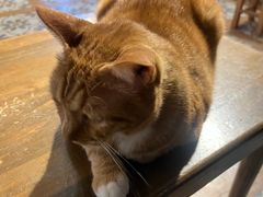 -猫猫幼稚园·撸猫·桌游·电玩