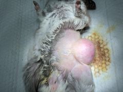 -菲尔斯特宠物医院