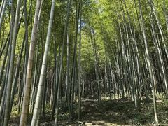 -午潮山国家森林公园