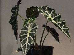 -花锦堂·隐庐