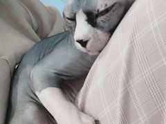 -糯米喵星人·撸猫猫舍咖啡馆(西市场嘉华店)