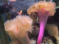 -太平洋海底世界