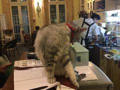 -猫色咖啡·猫咖