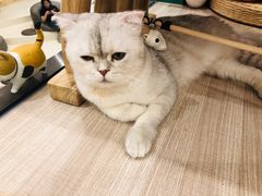 -飞行喵MR PILOT|猫舍·猫咖(静安大融城店)