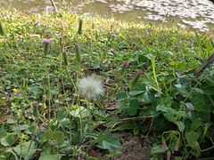 -东莞植物园