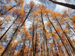 -硗碛藏寨·神木垒景区