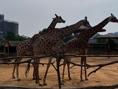 -杭州野生动物世界