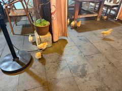 -小小饭店·休闲农庄·安吉松树林里的农家菜