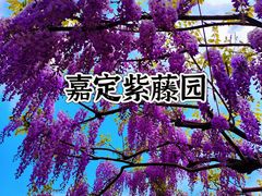 -嘉定紫藤园