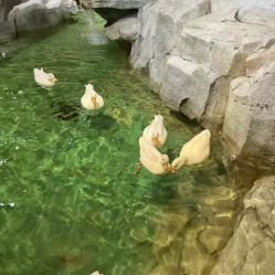 -Zoolung Zoolung动物主题公园(海信广场店)