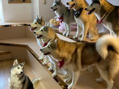 小漂亮-Husky Go! 哈士奇体验馆·宠物咖啡厅狗咖