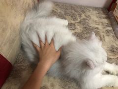 -猫大福·Fortune Cat猫舍(百子湾店)
