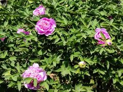 -国家植物园南园