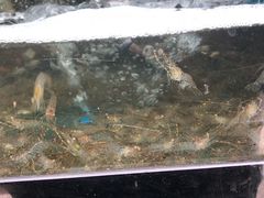 -好灶头妈妈菜·柴火灶台鱼·千岛湖土菜地标美食