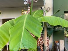 -秀儿家の小确幸花园西餐厅