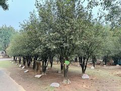 -云南勐巴娜西珍奇园