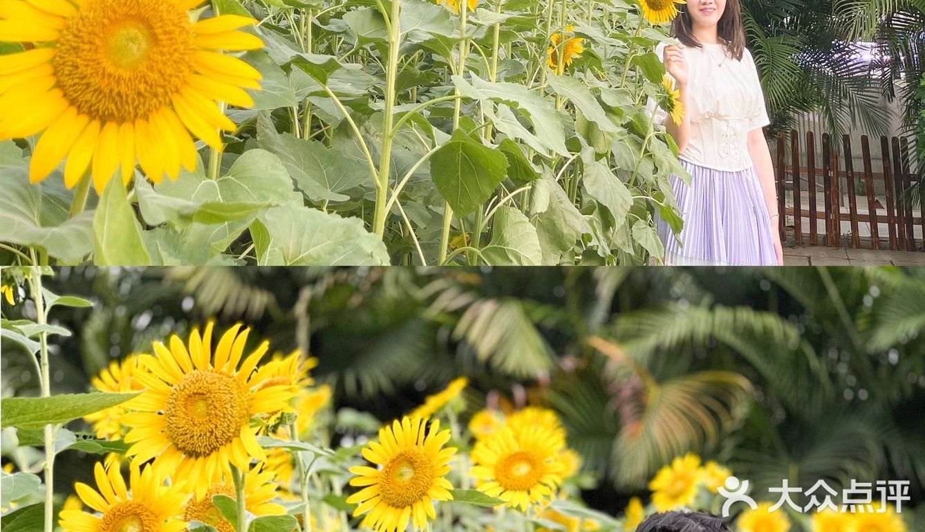 🌻金黄色向日葵花海 广州塔下的浪漫