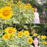 🌻金黄色向日葵花海 广州塔下的浪漫