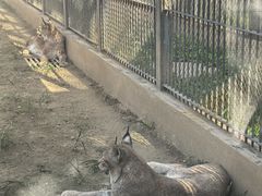 -石家庄市动物园