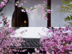 -莫愁湖公园