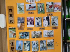 -南京Hallo宠物乐园·哈罗犬舍·柴犬繁育基地