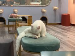 -BABIT巴比特宠物(MOMOPARK店)