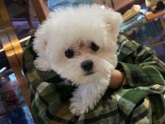 -FAELING PETS美天灵宠物(富力广场店)