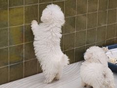 -帕帕拉兹宠物(亚洲旗舰店)