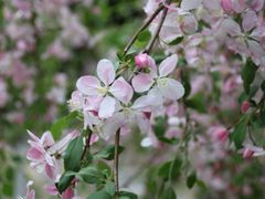 -海棠花溪(元大都城垣遗址公园)