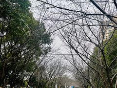 -高东镇樱花园