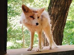 -宫城藏王狐狸村