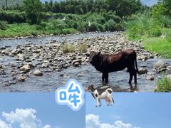 -阿露佳·舌尖上的安吉菜