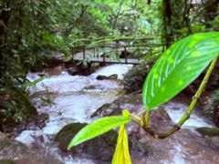-莫里热带雨林景区