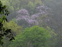 -中国茶叶博物馆(双峰馆区)