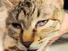 -瑞派名望24h动物医院异宠专科·猫专科·骨科·重症监护分院