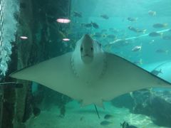 -悉尼海洋生物水族馆