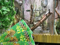 -上海大自然野生昆虫馆(东方明珠·爬宠昆虫探索中心)