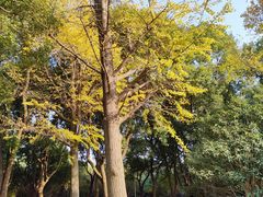 -昆山城市生态森林公园