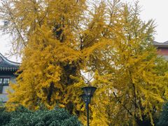 -四川大学(华西校区)