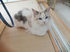 -鼓捣猫呢主题猫咖店