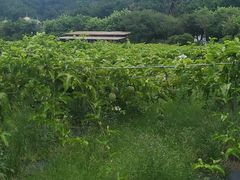 -红山村