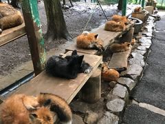 -宫城藏王狐狸村