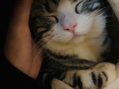 -猫小院猫主题咖啡厅(北锣店)