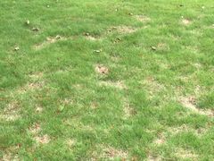 -四川大学(望江校区)